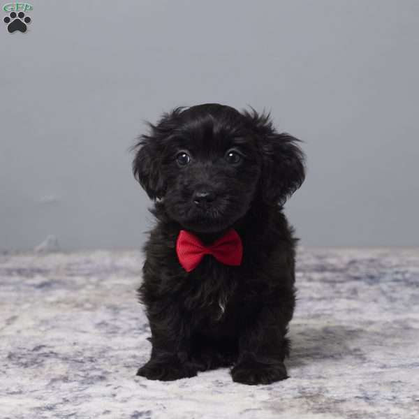 Ricky, Havapoo Puppy